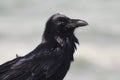 Raven (Corvus corax) Royalty Free Stock Photo