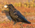 Common Raven with an egg stolen from unguarded birds nest