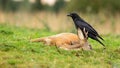 Common raven feeding on a dead roe deer buck in autumn nature