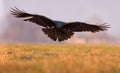 Common Raven flies toward low over a meadow in the early time Royalty Free Stock Photo