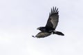 A Common Raven in Flight Royalty Free Stock Photo