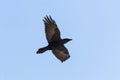 Flying Common Raven