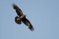 Common Raven Flying in Blue Sky