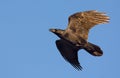 Common Raven flying in blue sky with stretched wings and tail at sunset
