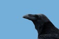 A Raven, Common Raven, or Northern Raven, Corvus corax, adult bi