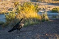 Common Raven in Petrified Forest National Park, Arizona Royalty Free Stock Photo