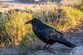 Common Raven in Petrified Forest National Park, Arizona Royalty Free Stock Photo