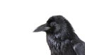 Common Raven in profile looking at camera