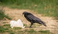 Common Raven pulls food out of a discarded plastic bag