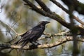 Common raven resting in forest Royalty Free Stock Photo