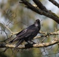 Common raven resting in forest Royalty Free Stock Photo