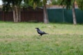 Common raven resting in forest Royalty Free Stock Photo