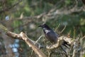 Common raven resting in forest Royalty Free Stock Photo