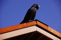 Common raven, on roof in early morning Royalty Free Stock Photo