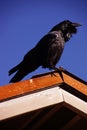 Common raven, on roof in early morning Royalty Free Stock Photo