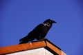 Common raven, on roof in early morning Royalty Free Stock Photo