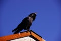 Common raven, on roof in early morning Royalty Free Stock Photo