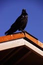 Common raven, on roof in early morning Royalty Free Stock Photo