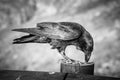 Common Raven sitting on a wooden beam