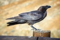 Common Raven sitting on a wooden beam