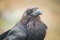 Common Raven sitting on a wooden beam