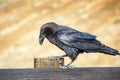 Common Raven sitting on a wooden beam