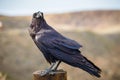 Common Raven sitting on a wooden beam