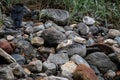 Common raven and spotted sandpiper on rocks Royalty Free Stock Photo