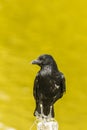 Common Raven standing in a pole