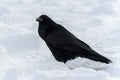 Common Raven standing in snow Royalty Free Stock Photo