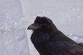 Common Raven walking in the snow, Alberta, Canada