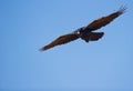 A Common Raven watching from above Royalty Free Stock Photo