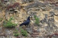 Common raven & x28;Corvus corax& x29; with a captured egg Baden Wuerttemberg Germany