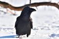 The common raven (Corvus corax) is a species of large sedentary black bird of the crow family Royalty Free Stock Photo