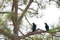 Common ravens Royalty Free Stock Photo