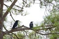Common ravens Royalty Free Stock Photo
