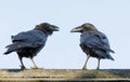 Common Ravens - Corvus corax having a chat. Royalty Free Stock Photo