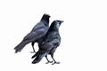 Common Ravens - isolated on a white background Royalty Free Stock Photo