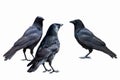 Common Ravens - isolated on a white background Royalty Free Stock Photo