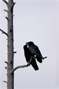 Common Ravens Pair 705105