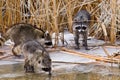 Common Raccoons Royalty Free Stock Photo