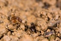 Common red ant (Myrmica rubra) and small black ant (Lasius nigra)