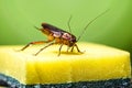 Common red and black cockroach on kitchen sponge. Concept of dirt in the kitchen, problem with insects, macro photography