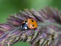 Common red and black sevenspotted ladybird on a straw