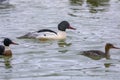 Common and red breasted mergansers on the river Royalty Free Stock Photo