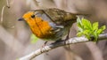 Common red breasted Robin bird on branch Royalty Free Stock Photo