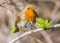 Common red breasted Robin bird on branch Royalty Free Stock Photo