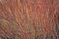Common red dogwood / cornus sunguinea autumn or winter red branches