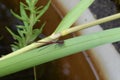 Common red dragonfly on large green leaf Royalty Free Stock Photo