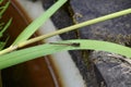 Common red dragonfly on large green leaf Royalty Free Stock Photo